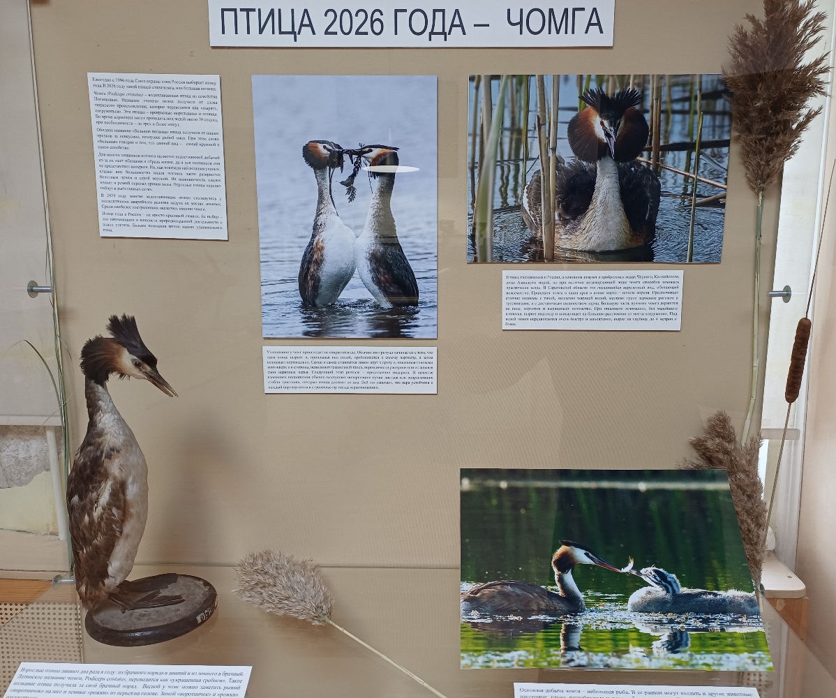 Выставка «Птица 2026 года – чомга»